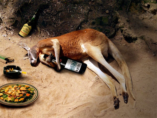drunk_kangaroo1.jpg